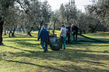 terni, italy november 26 2020: workers who harvest olive from the columns with hydraulic rakesのeditorial素材