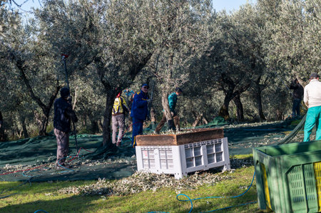 terni, italy november 26 2020: workers who harvest olive from the columns with hydraulic rakesのeditorial素材