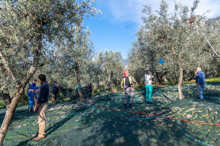 terni, italy november 26 2020: workers who harvest olive from the columns with hydraulic rakesのeditorial素材