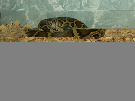 reptile python molurus of medium age breeding in reptile houseの写真素材