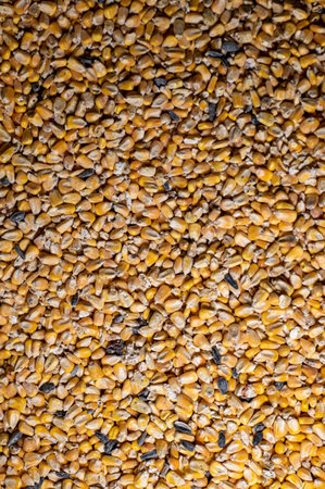 yellow corn texture for farm animal feedの写真素材