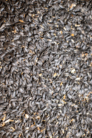 yellow corn texture for farm animal feedの写真素材