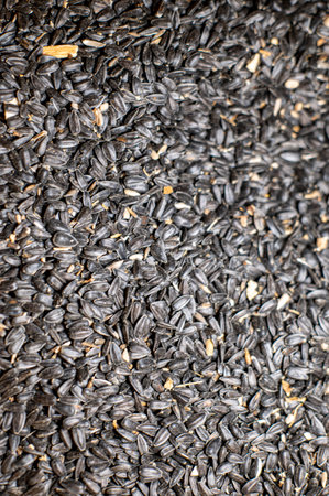 yellow corn texture for farm animal feedの写真素材