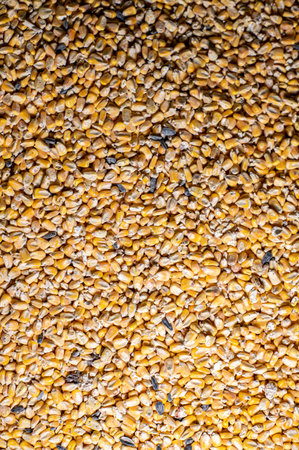 yellow corn texture for farm animal feedの写真素材