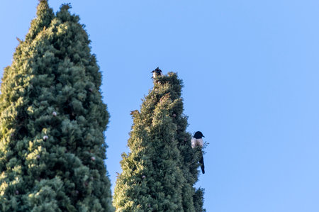 pair of magpie birds sitting on a pine waiting for foodの写真素材