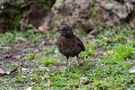 blackbird with orange beak on meadow in winterの写真素材
