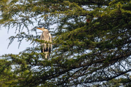 gray heron perched on a pine in the cityin winter timeの写真素材