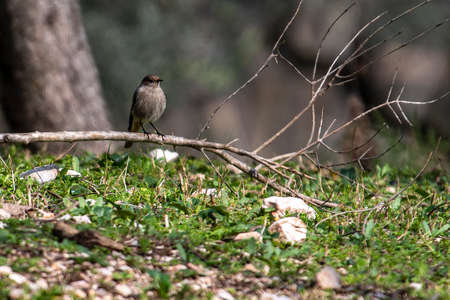 redstart bird perched on vegetation in winterの写真素材