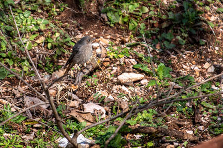 redstart bird perched on vegetation in winterの写真素材