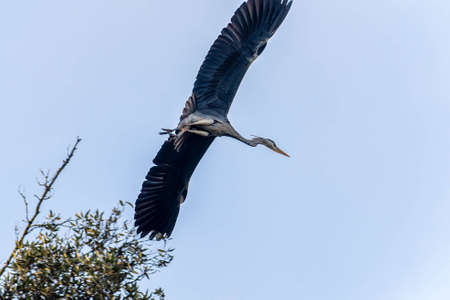 gray heron perched on a pine in the cityin winter timeの写真素材