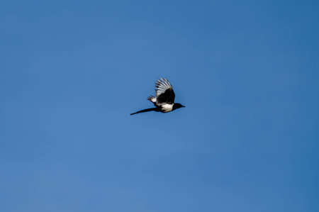 volatile magpie flying free in the sky on a sunny dayの写真素材
