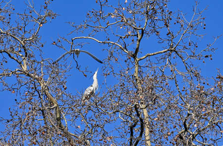 gray heron with seagull on the tip of a tree on a sunny dayの写真素材