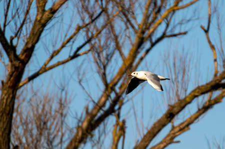 cormorant bird placed on a plant looking for prey on the riverの写真素材