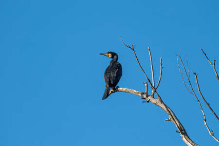 cormorant bird placed on a plant looking for prey on the riverの写真素材