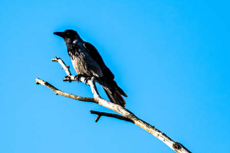 sparrow bird placed on a branch in search of preyの写真素材