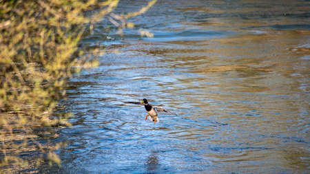 Mallard water bird on the river as it lands on the waterの写真素材