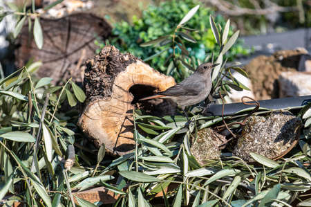 a redstart bird perched on a log looking for foodの写真素材