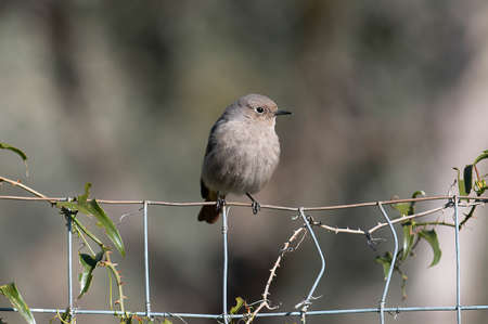 a redstart bird perched on a log looking for foodの写真素材