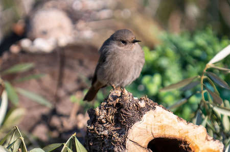 a redstart bird perched on a log looking for foodの写真素材