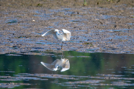white egret bird on the lake looking for foodの写真素材