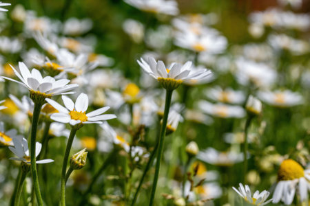 daisies flower for the preparation of the infusion of chamomileの写真素材