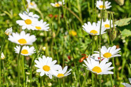 daisies flower for the preparation of the infusion of chamomileの写真素材