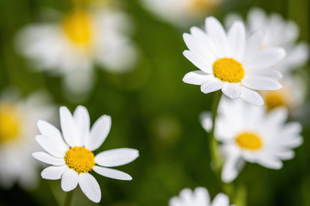daisies flower for the preparation of the infusion of chamomileの写真素材