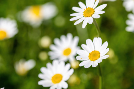 daisies flower for the preparation of the infusion of chamomileの写真素材