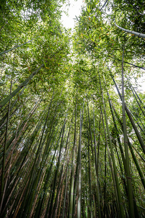 thick green bamboo thicket seen from belowの写真素材