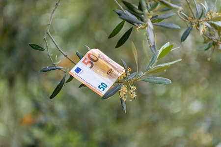 50 euro banknote among daisy flowers has indicate lifeの写真素材