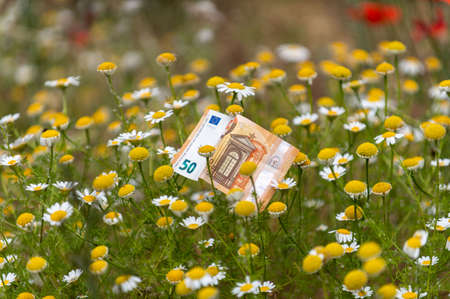 50 euro banknote among daisy flowers has indicate lifeの写真素材