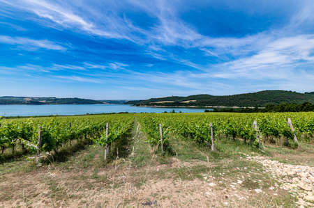 vineyard by the lake for the production of grapes and then to generate wineの写真素材