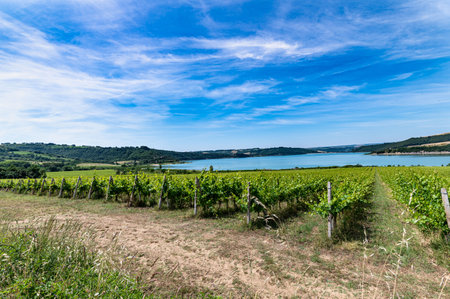 vineyard by the lake for the production of grapes and then to generate wineの写真素材