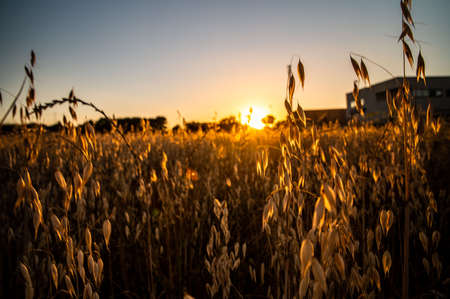 ditch grass at sunset of an orange color in the summer timeの写真素材