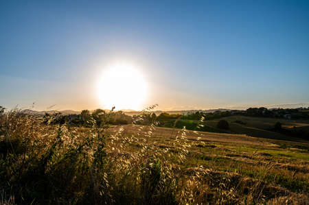 ditch grass at sunset of an orange color in the summer timeの写真素材