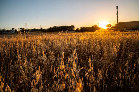 ditch grass at sunset of an orange color in the summer timeの写真素材