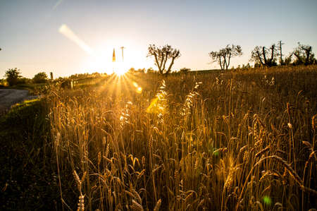 ditch grass at sunset of an orange color in the summer timeの写真素材