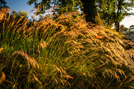 ditch grass at sunset of an orange color in the summer timeの写真素材
