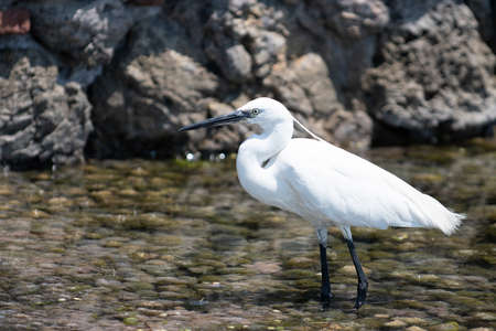 white egret bird by the sea in the summer timeの写真素材