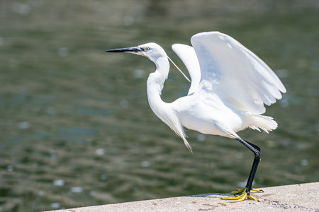white egret bird by the sea in the summer timeの写真素材