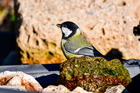 great tit sitting in the sun looking for foodの写真素材