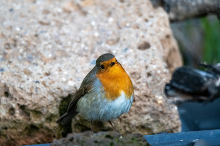 robin bird perched on a log in search of foodの写真素材