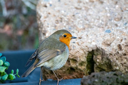 robin bird perched on a log in search of foodの写真素材