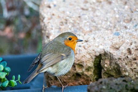 robin bird perched on a log in search of foodの写真素材