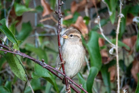 eye catcher placed on a branch in search of foodの写真素材