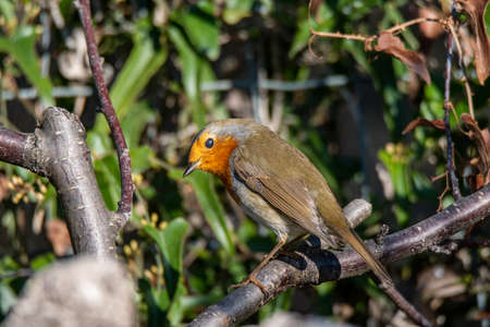 eye catcher placed on a branch in search of foodの写真素材