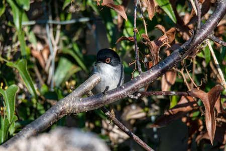 eye catcher placed on a branch in search of foodの写真素材