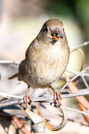 posed sparrow looking for food and water in winterの写真素材