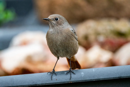 posed sparrow bird looking for food in autumnの写真素材