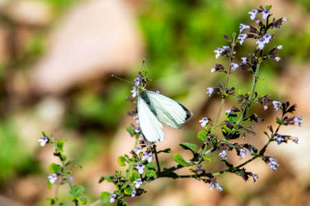 pieris brassicae butterfly sitting on some flowers in autumnの写真素材